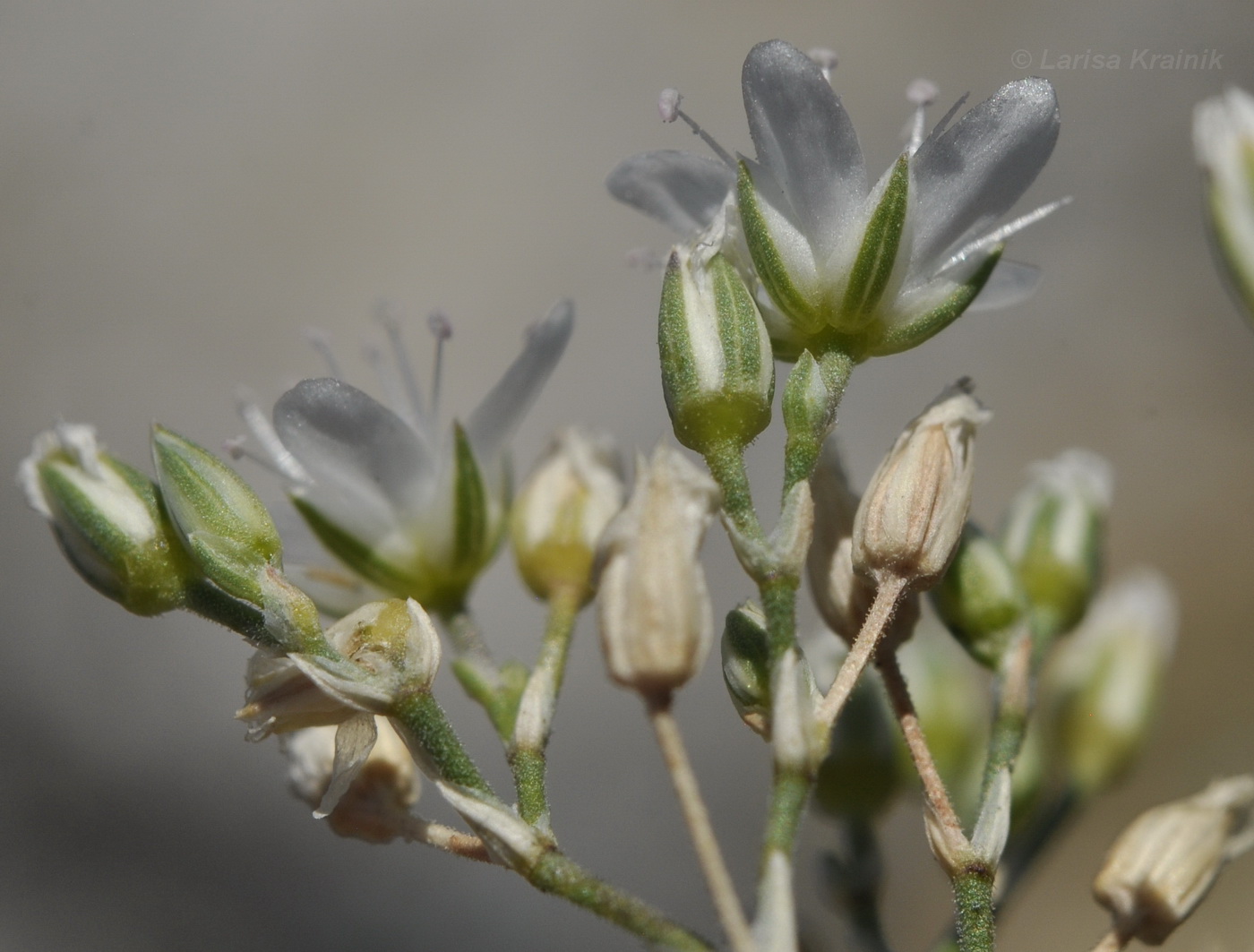 Image of Minuartia euxina specimen.