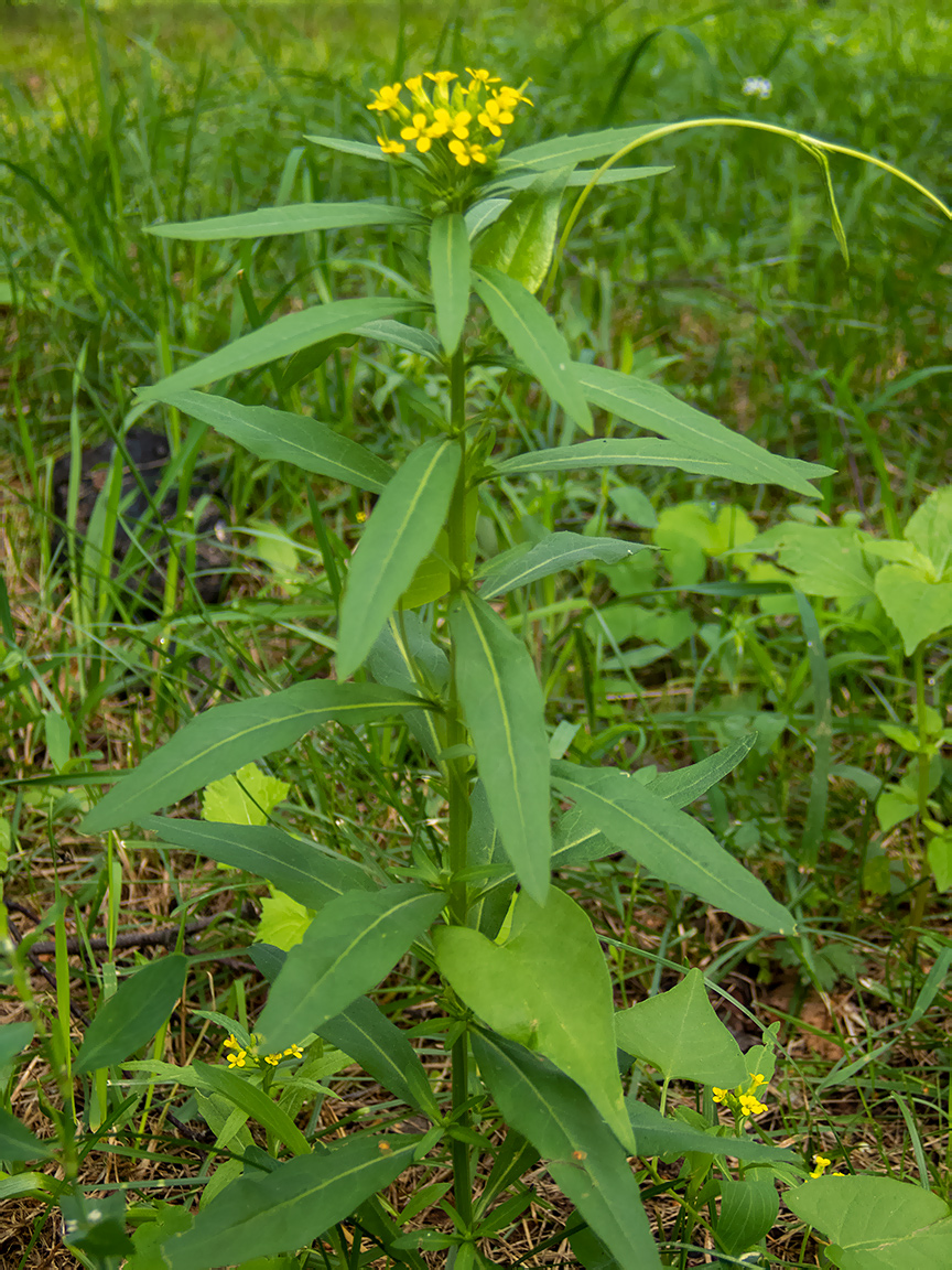 Image of Erysimum cheiranthoides specimen.