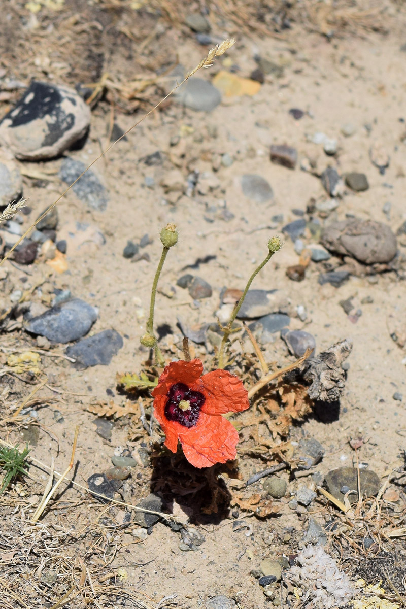 Изображение особи Papaver pavoninum.