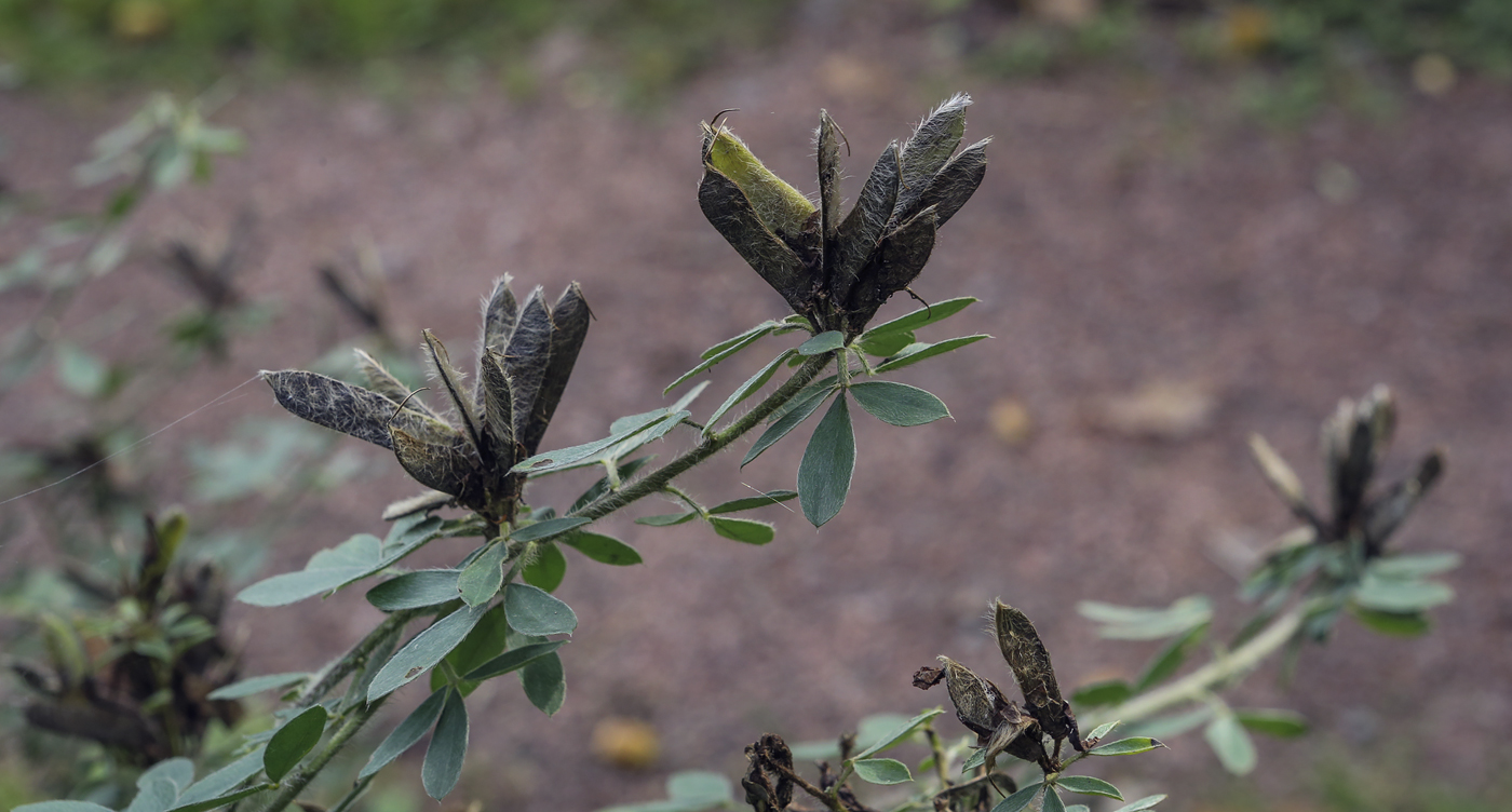 Image of genus Chamaecytisus specimen.