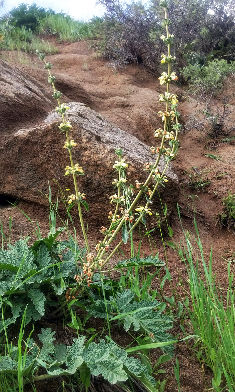 Image of Phlomoides kaufmanniana specimen.