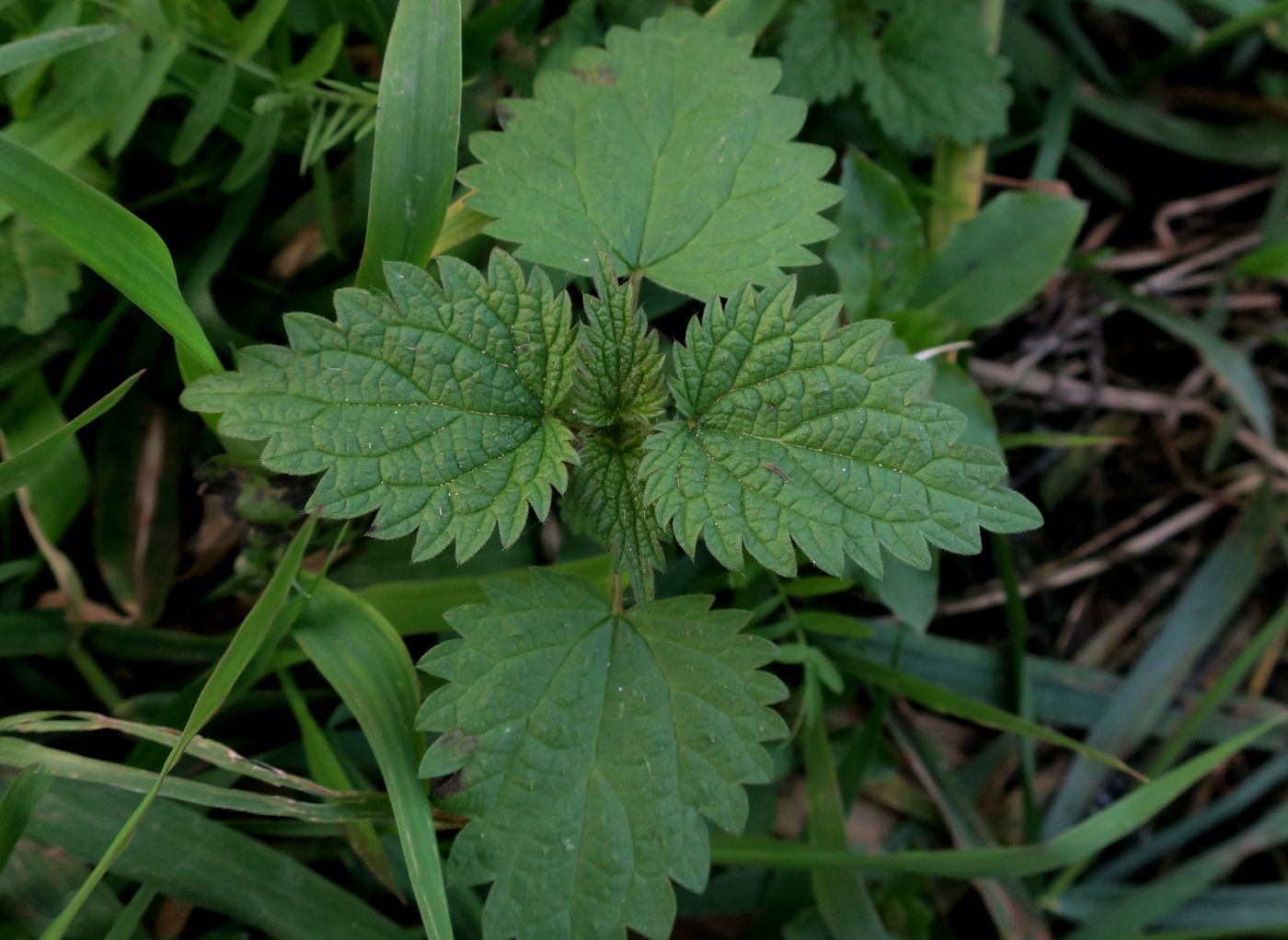 Изображение особи Urtica dioica.