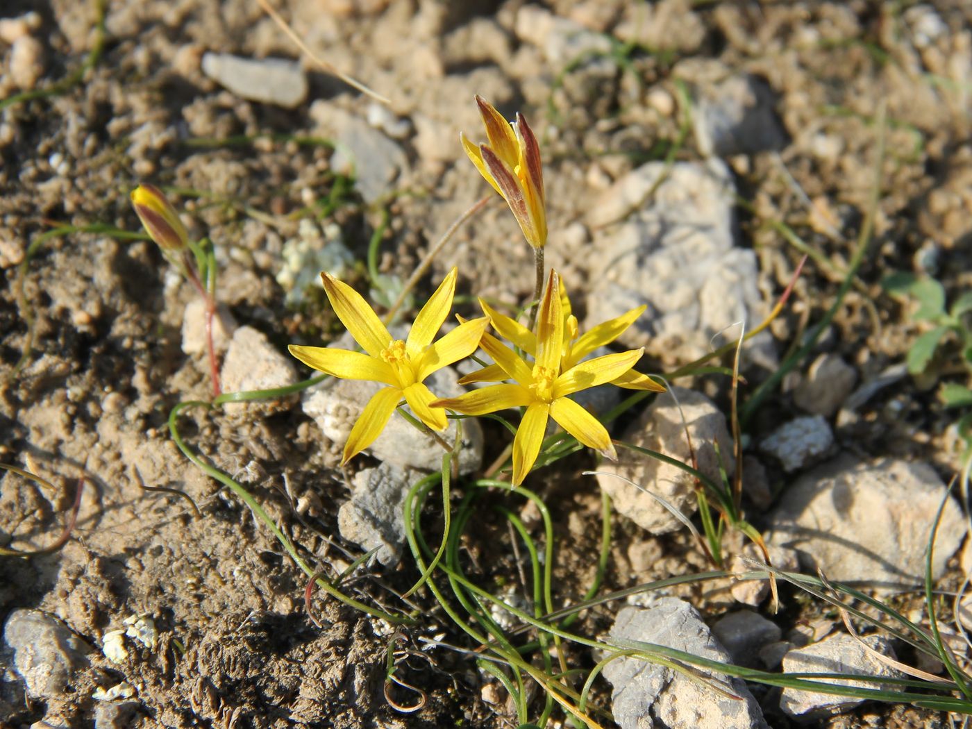 Image of Gagea olgae specimen.