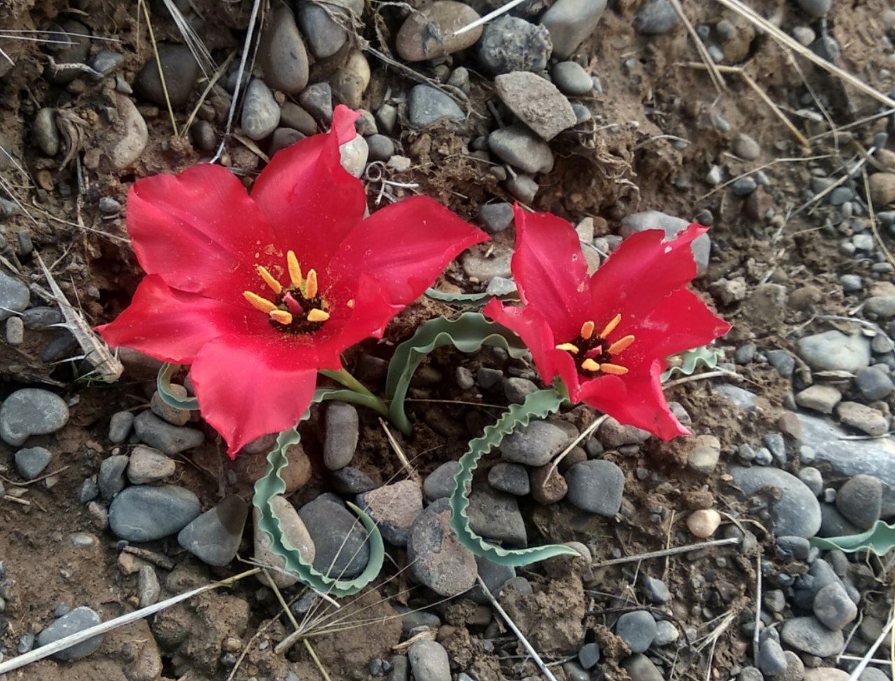 Изображение особи Tulipa korolkowii.