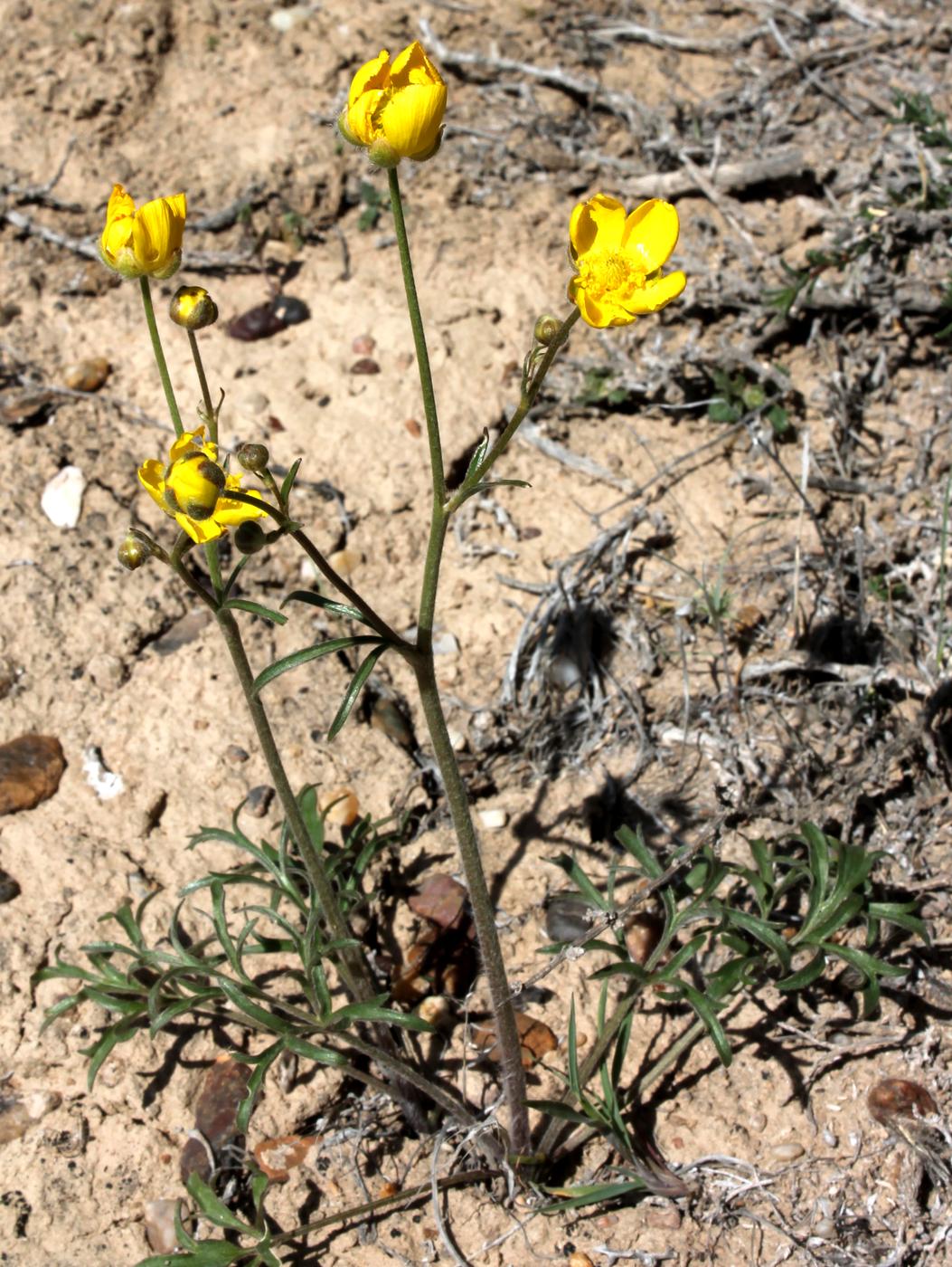 Изображение особи Ranunculus platyspermus.