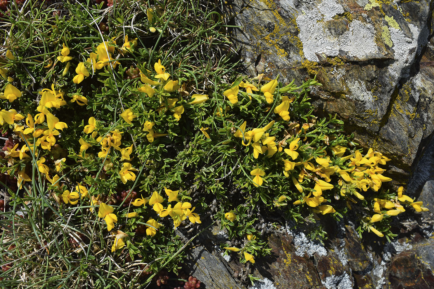 Image of Genista pilosa specimen.