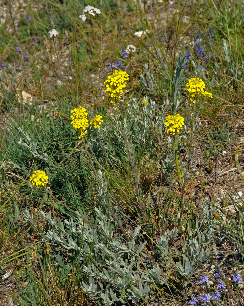 Изображение особи Erysimum cuspidatum.