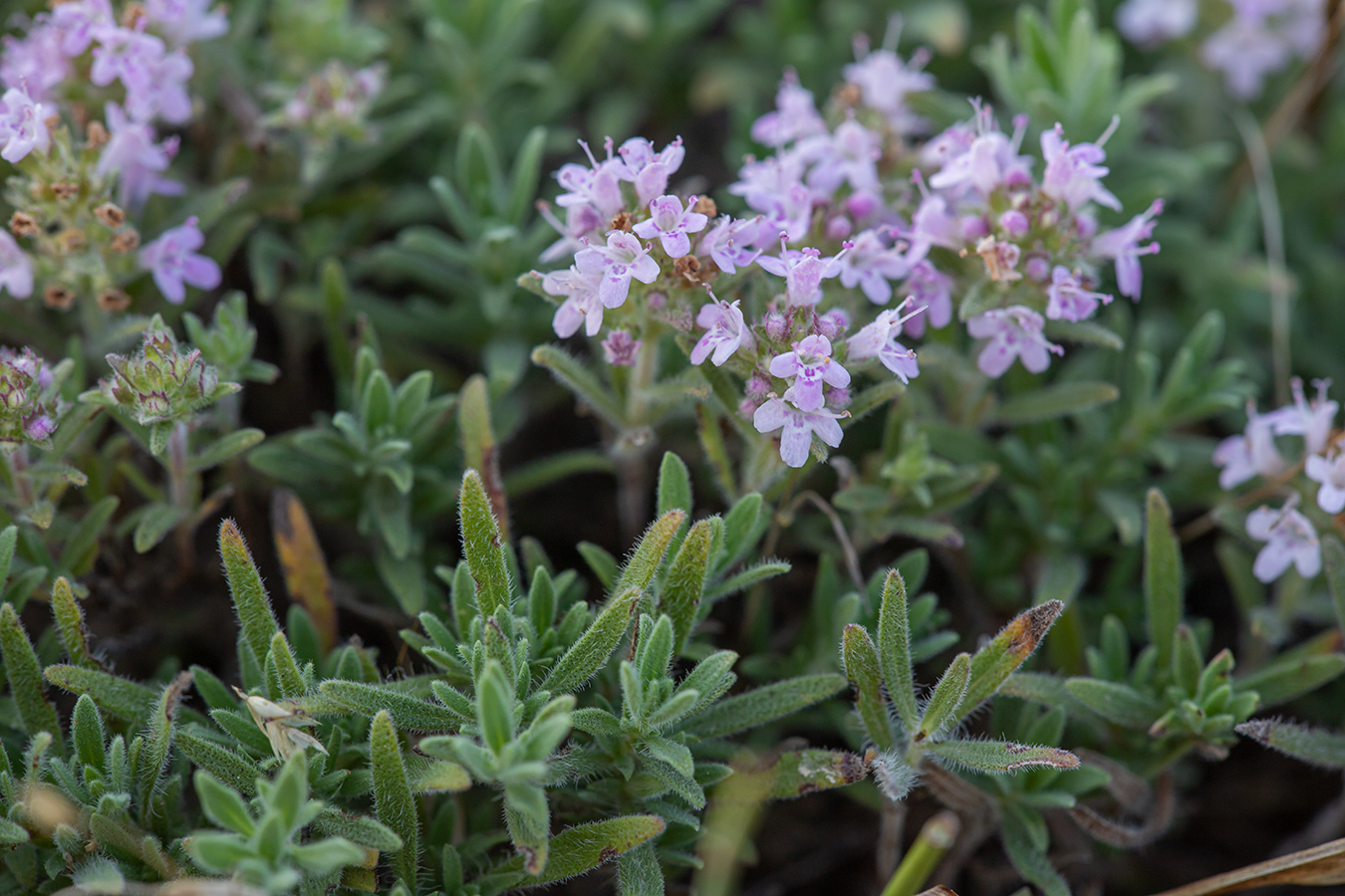 Image of genus Thymus specimen.