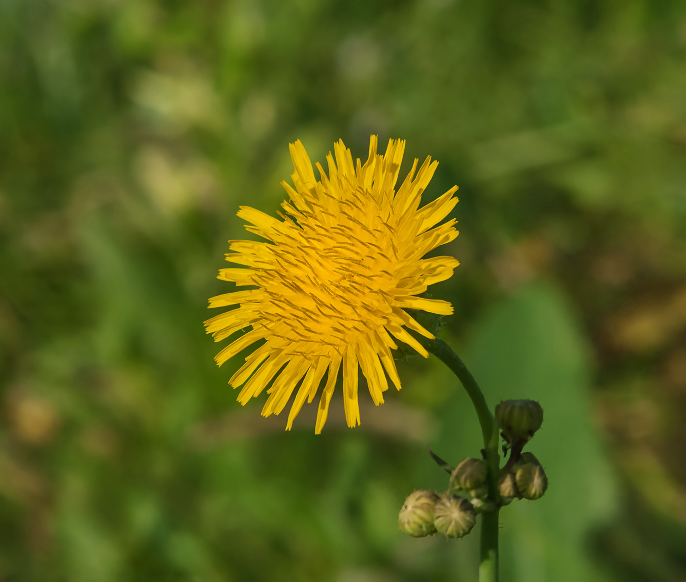 Image of Sonchus arvensis specimen.