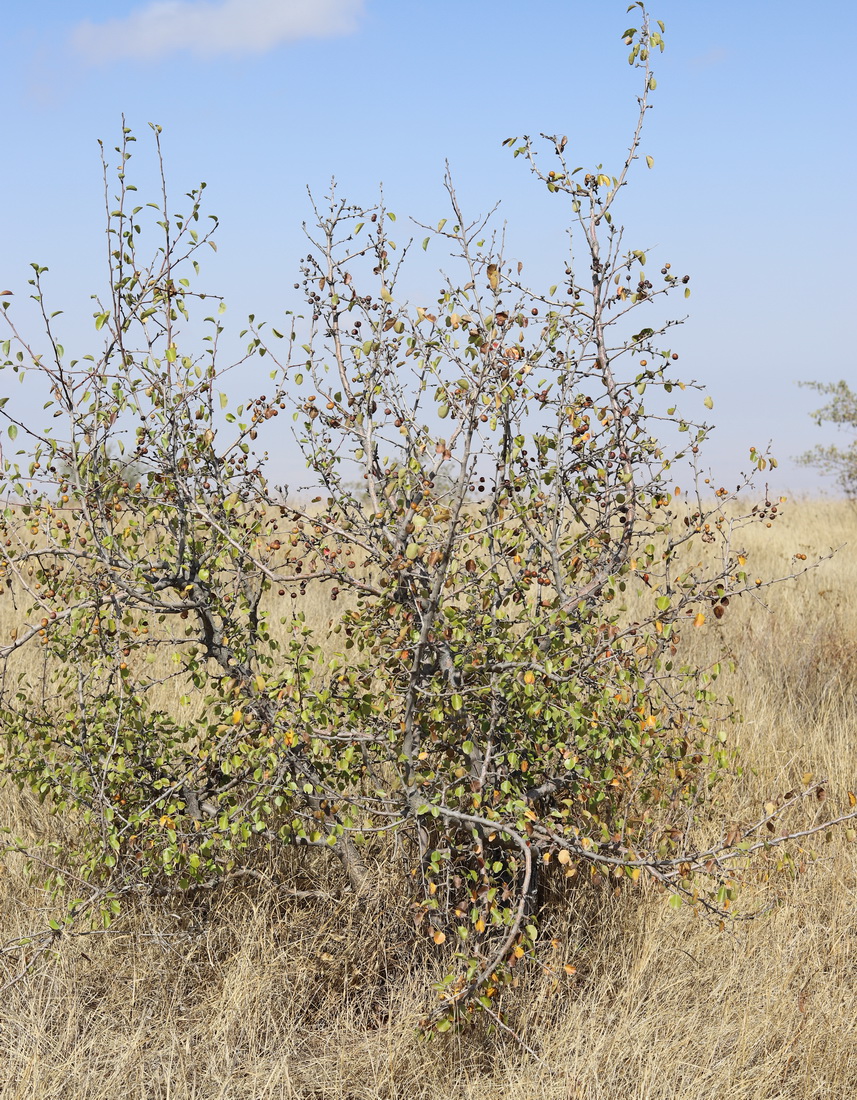 Image of Pyrus boissieriana specimen.