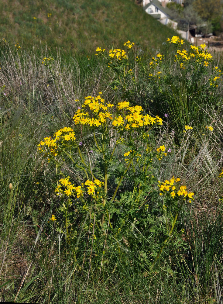 Image of Senecio vernalis specimen.