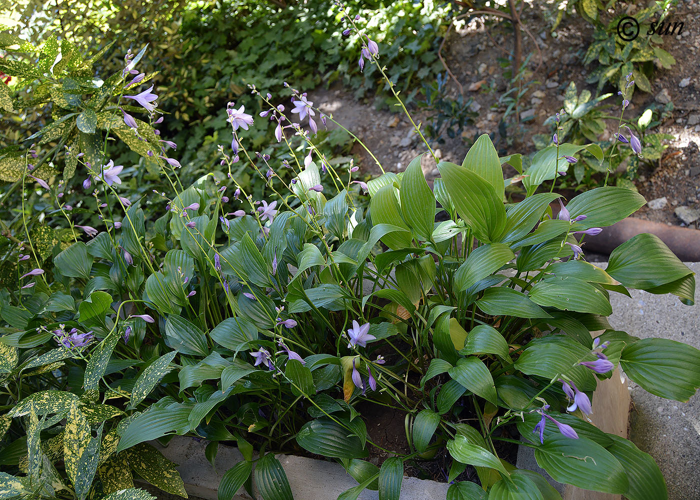 Image of Hosta fortunei specimen.