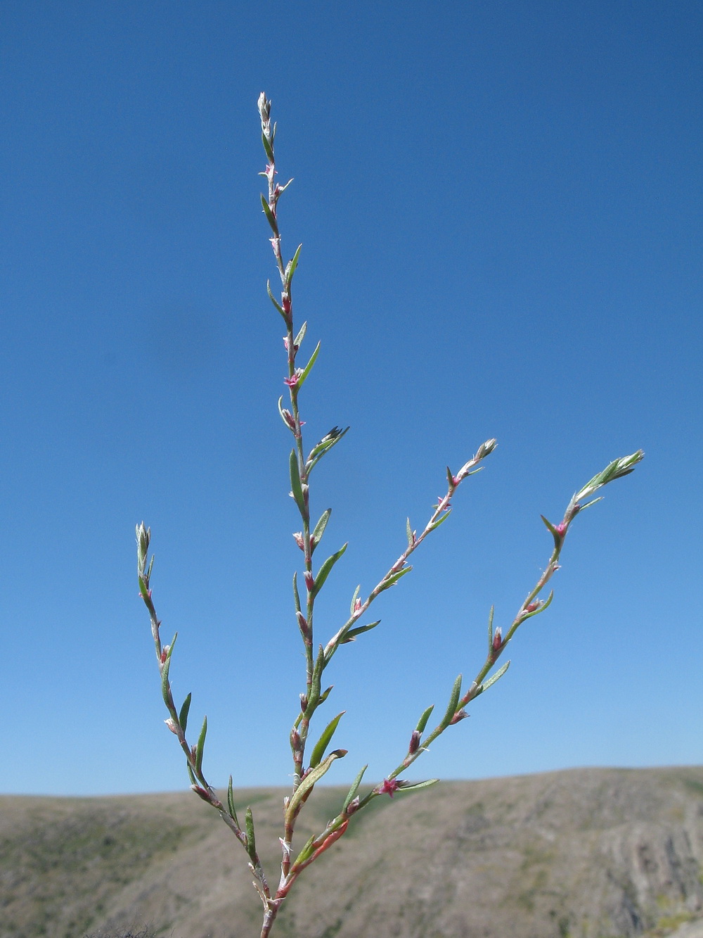 Image of Polygonum acerosum specimen.