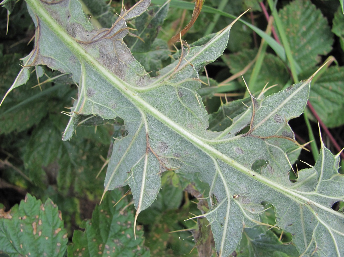 Изображение особи Cirsium balkharicum.