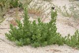 Argusia sibirica. Отцветшее растение. Крым, Арабатская стрелка, ракушечный пляж. 7 августа 2021 г.