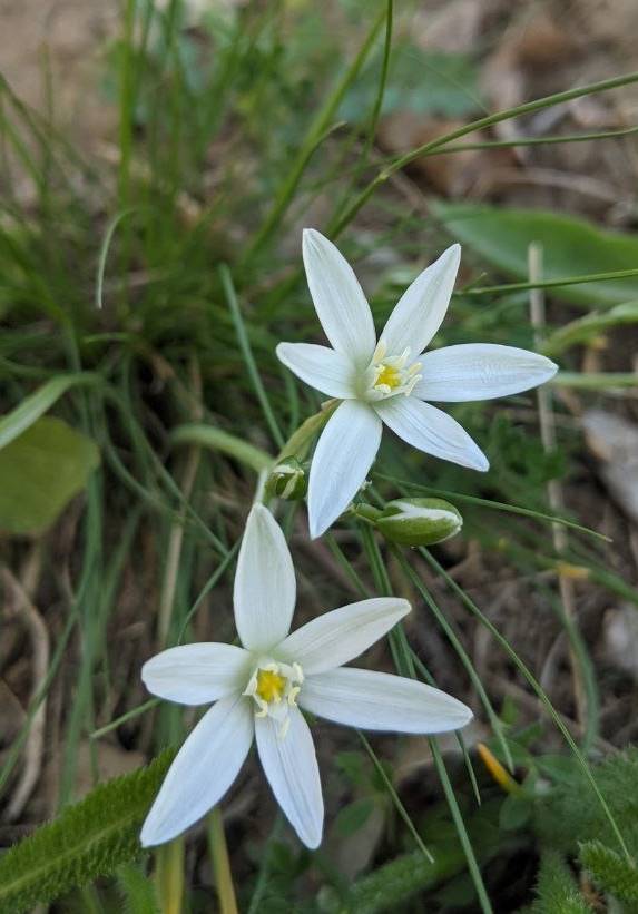 Image of Ornithogalum umbellatum specimen.