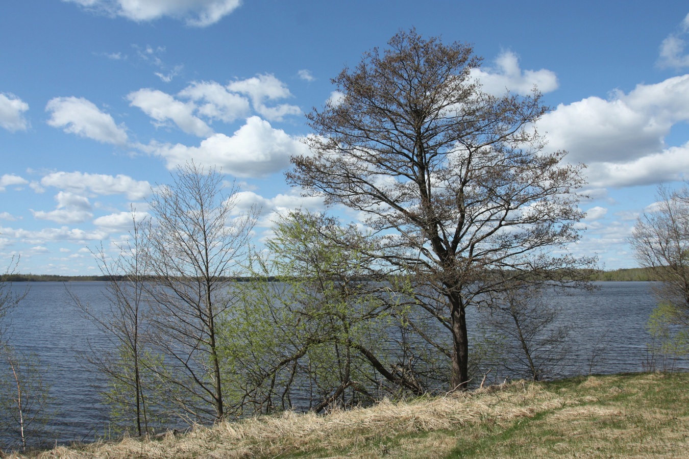 Image of Alnus glutinosa specimen.