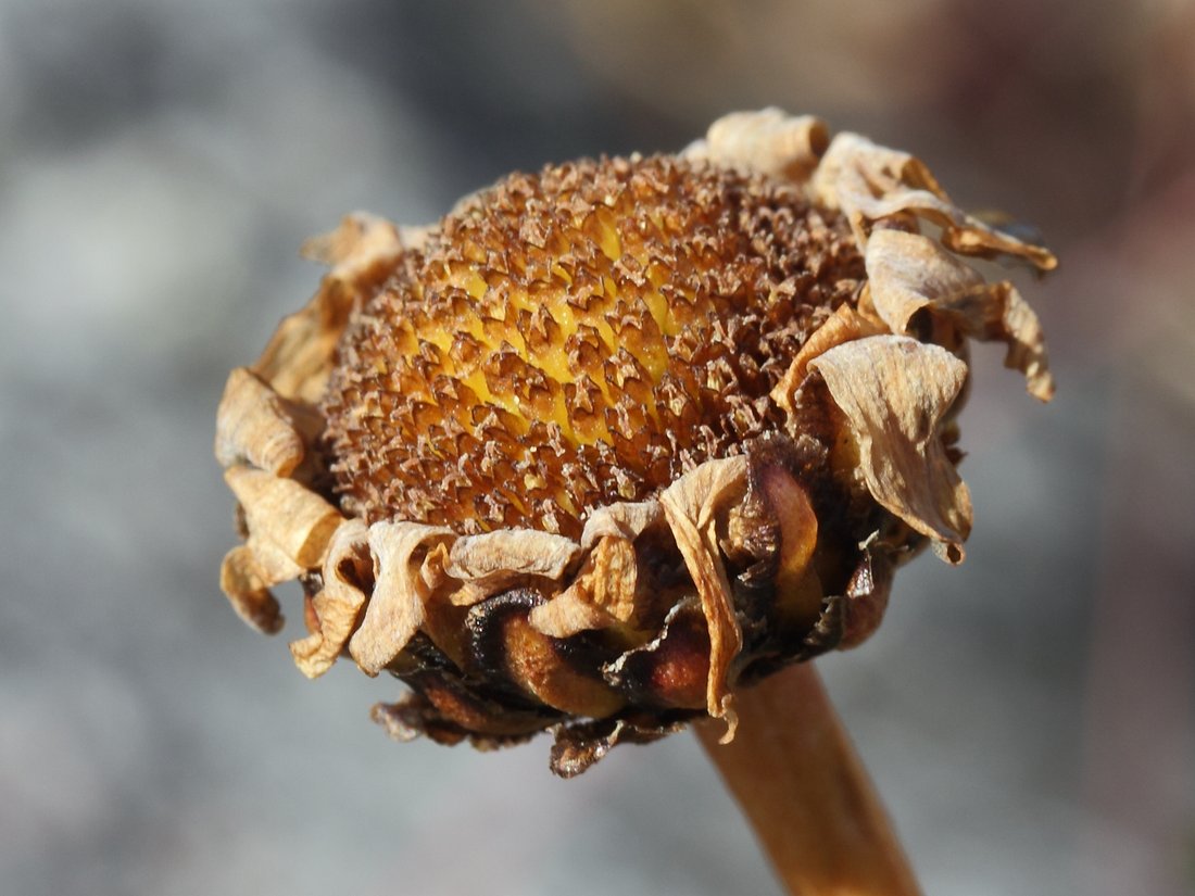 Image of Arctanthemum hultenii specimen.