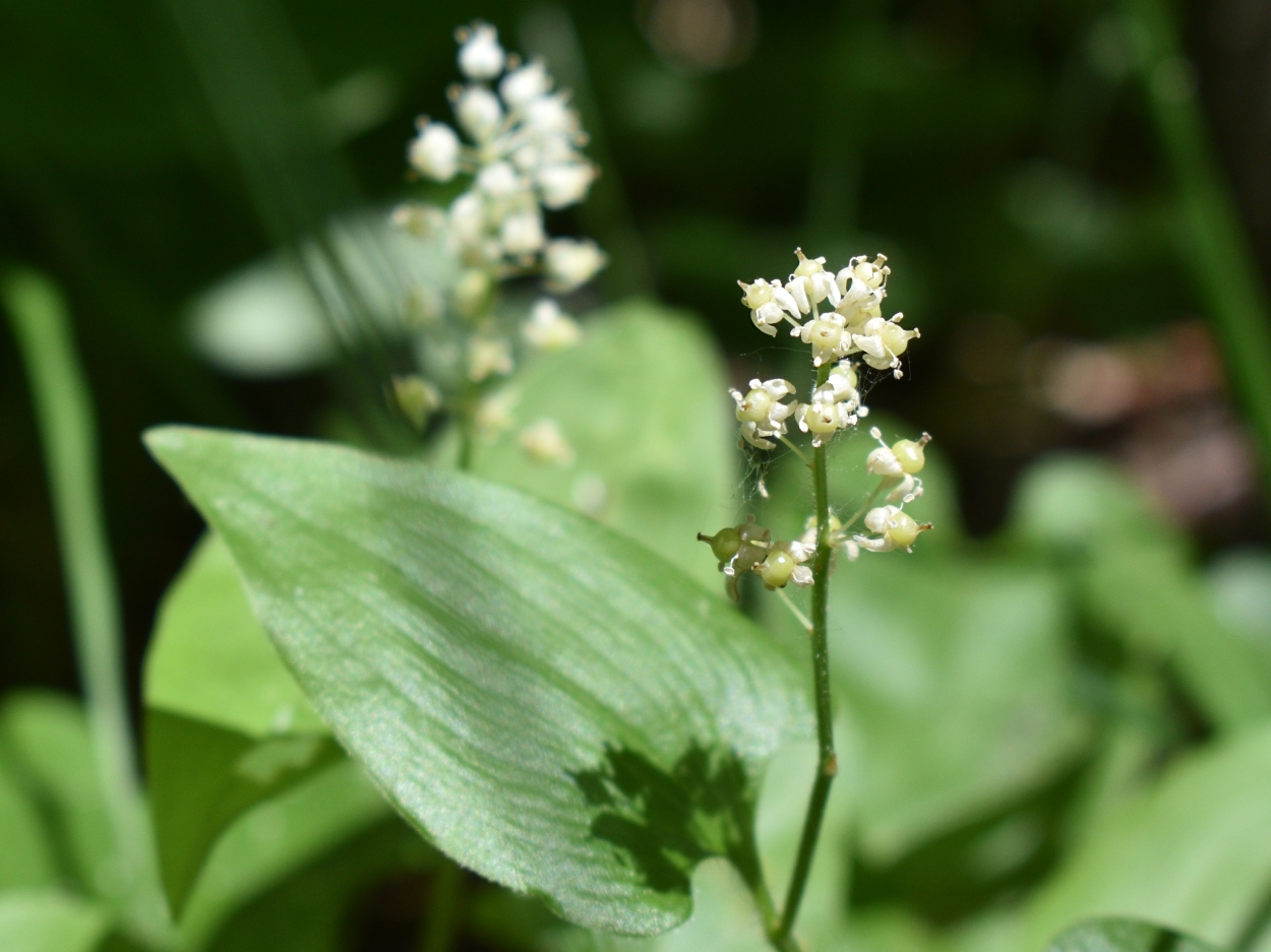 Image of Maianthemum bifolium specimen.