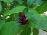 Calycanthus floridus