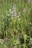 Dactylorhiza iberica