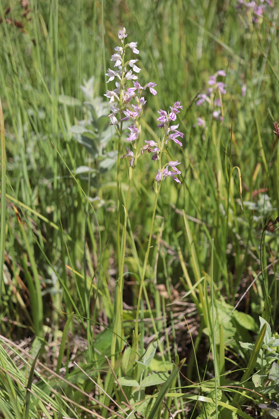 Изображение особи Dactylorhiza iberica.