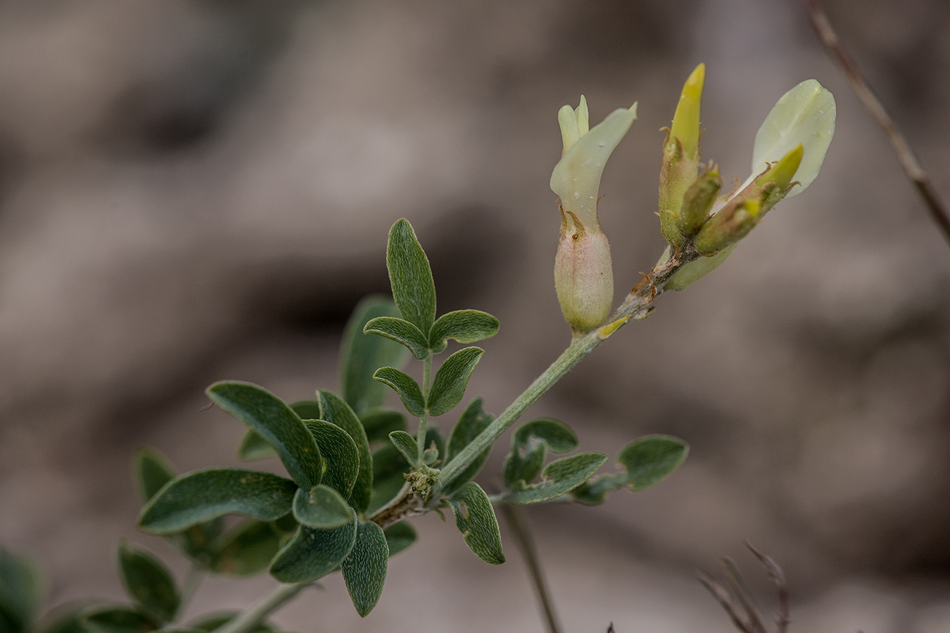 Изображение особи Astragalus albicaulis.