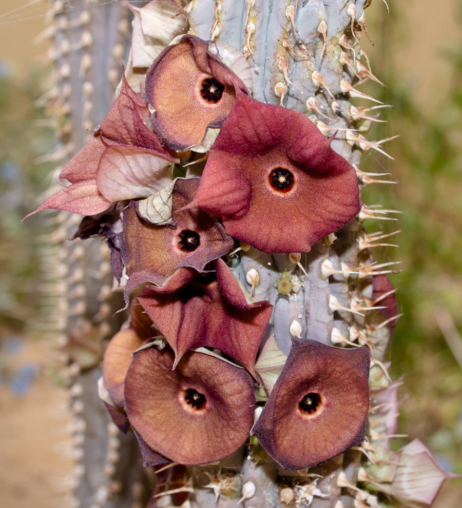 Image of Hoodia gordonii specimen.