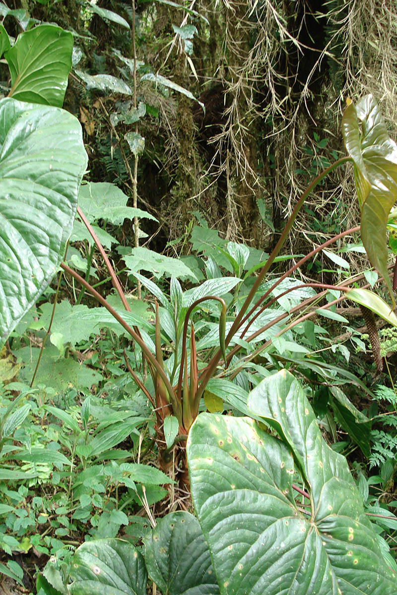 Image of genus Anthurium specimen.