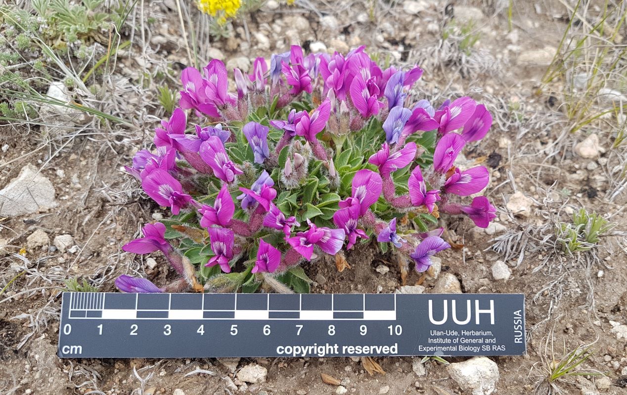 Изображение особи Oxytropis triphylla.