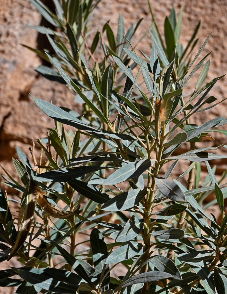 Image of Nerium oleander specimen.