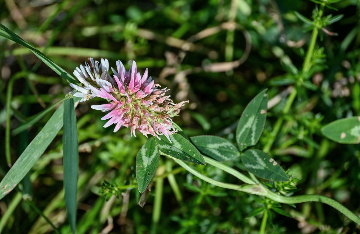 Image of Trifolium ambiguum specimen.