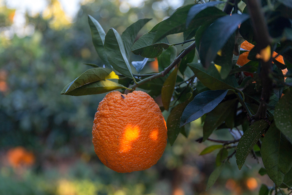 Image of Citrus sinensis specimen.