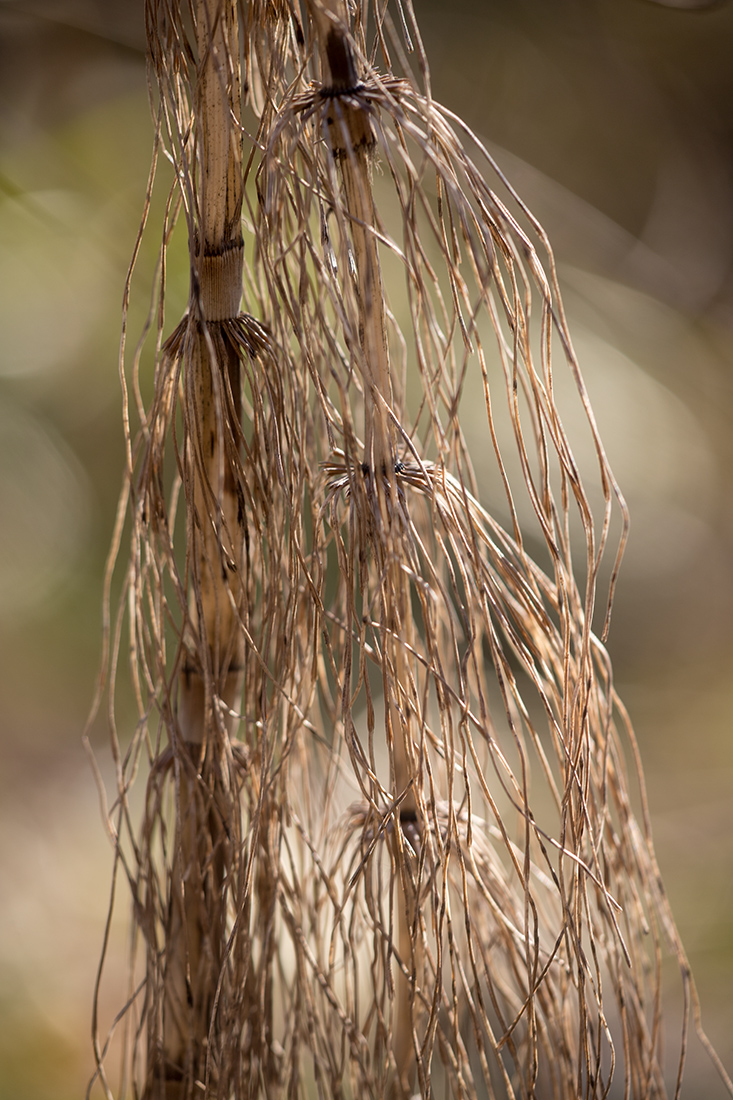 Image of Equisetum telmateia specimen.