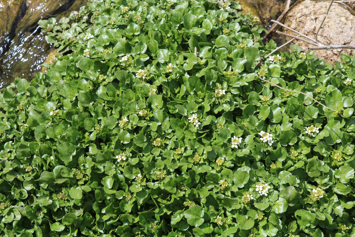 Изображение особи Nasturtium officinale.