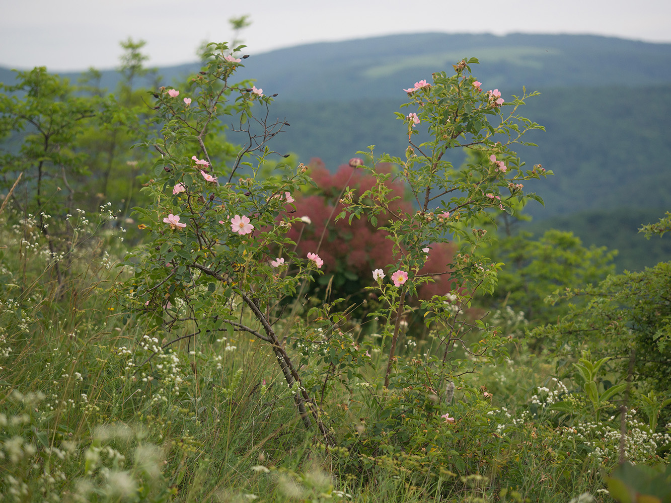 Image of genus Rosa specimen.