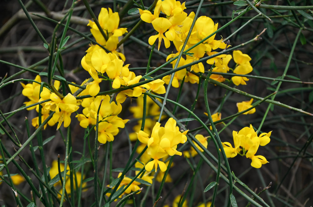 Image of Spartium junceum specimen.