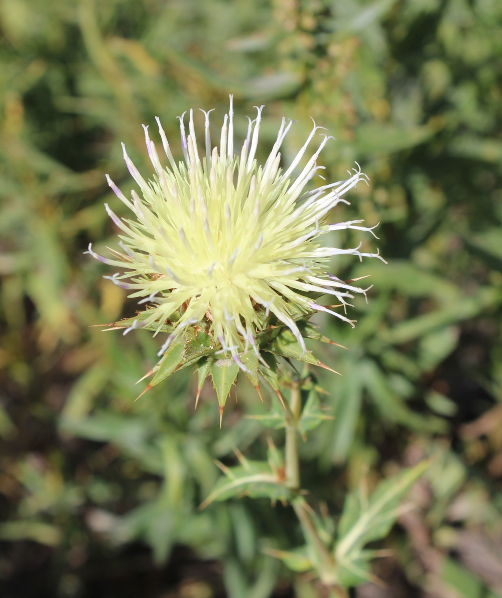 Изображение особи Cousinia splendida.