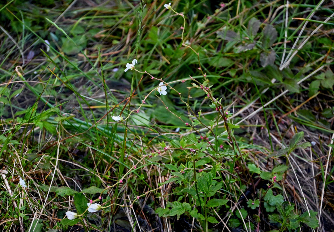 Изображение особи Saxifraga cernua.