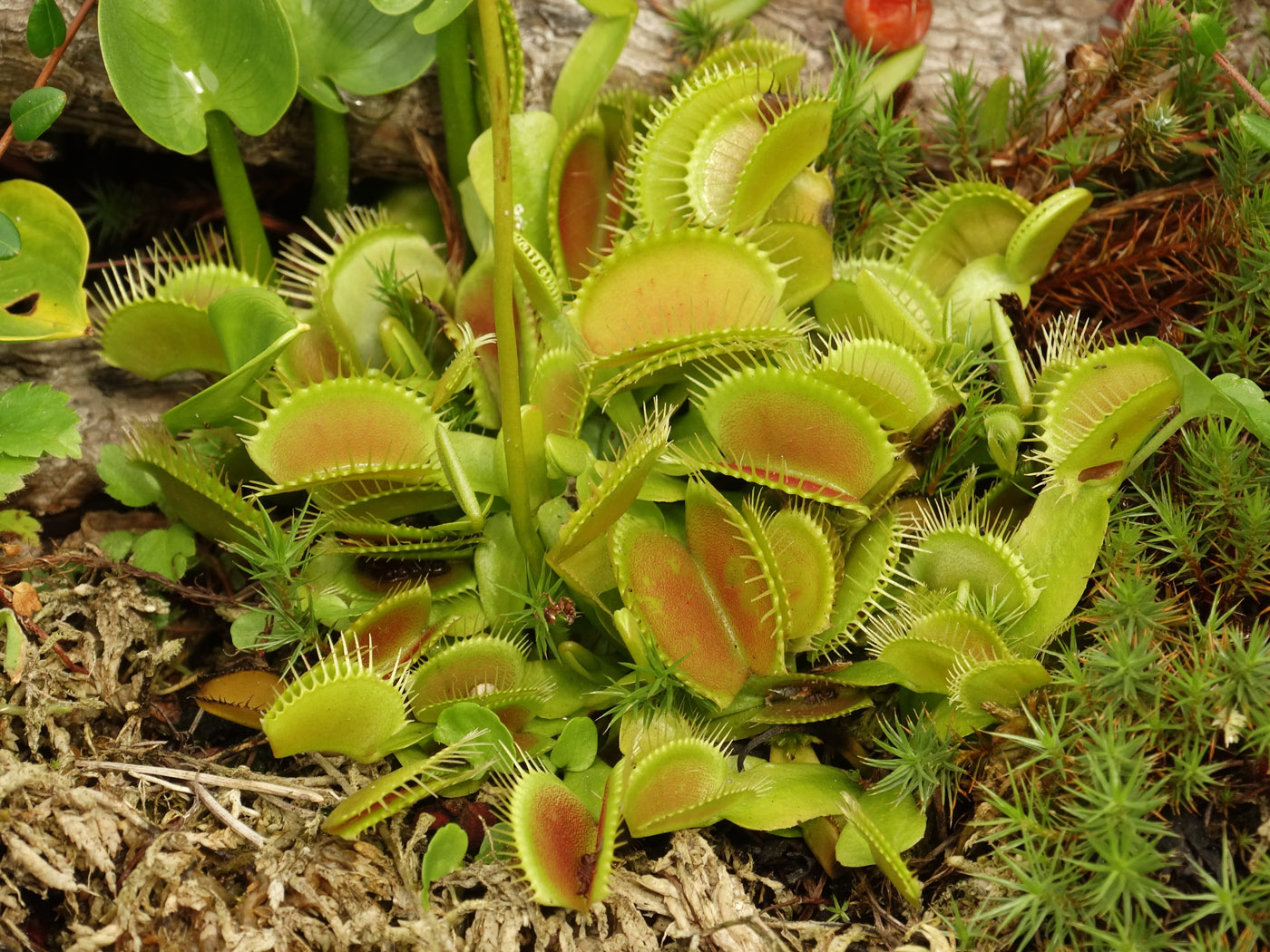 Image of Dionaea muscipula specimen.