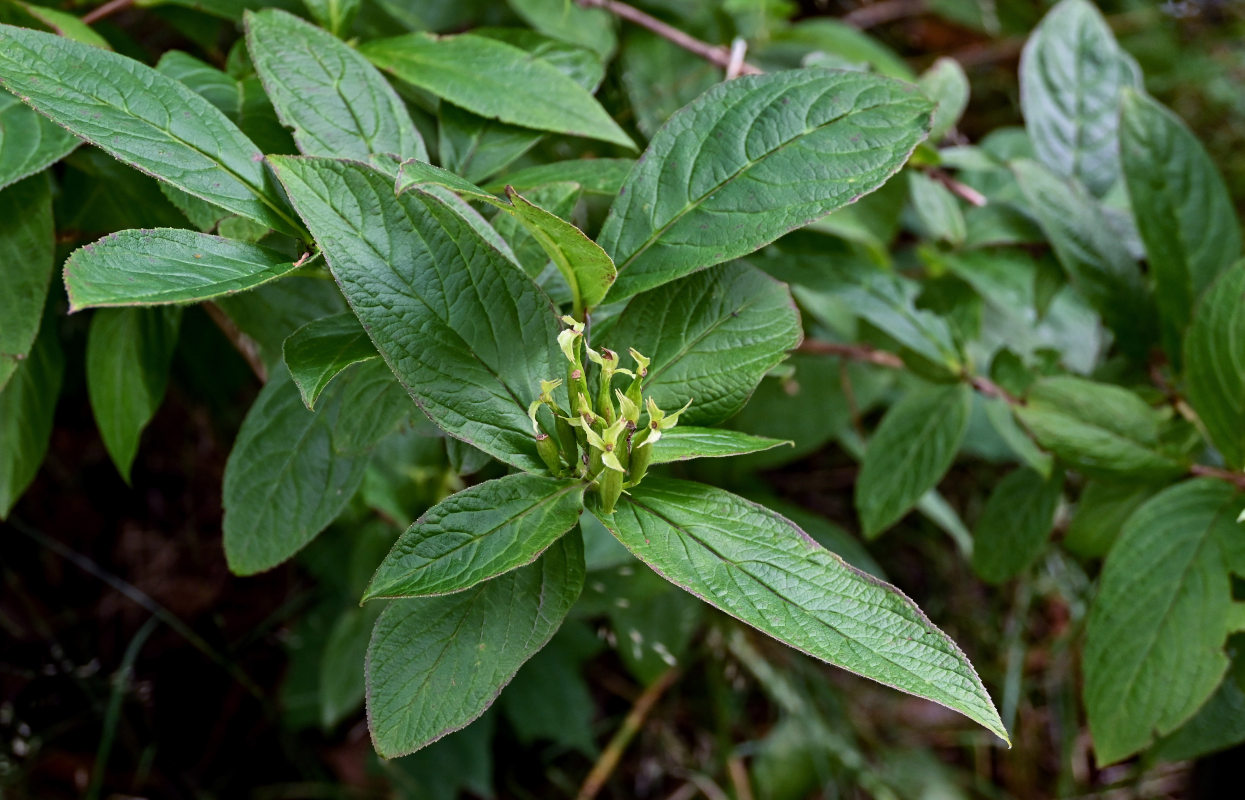 Изображение особи Weigela middendorffiana.