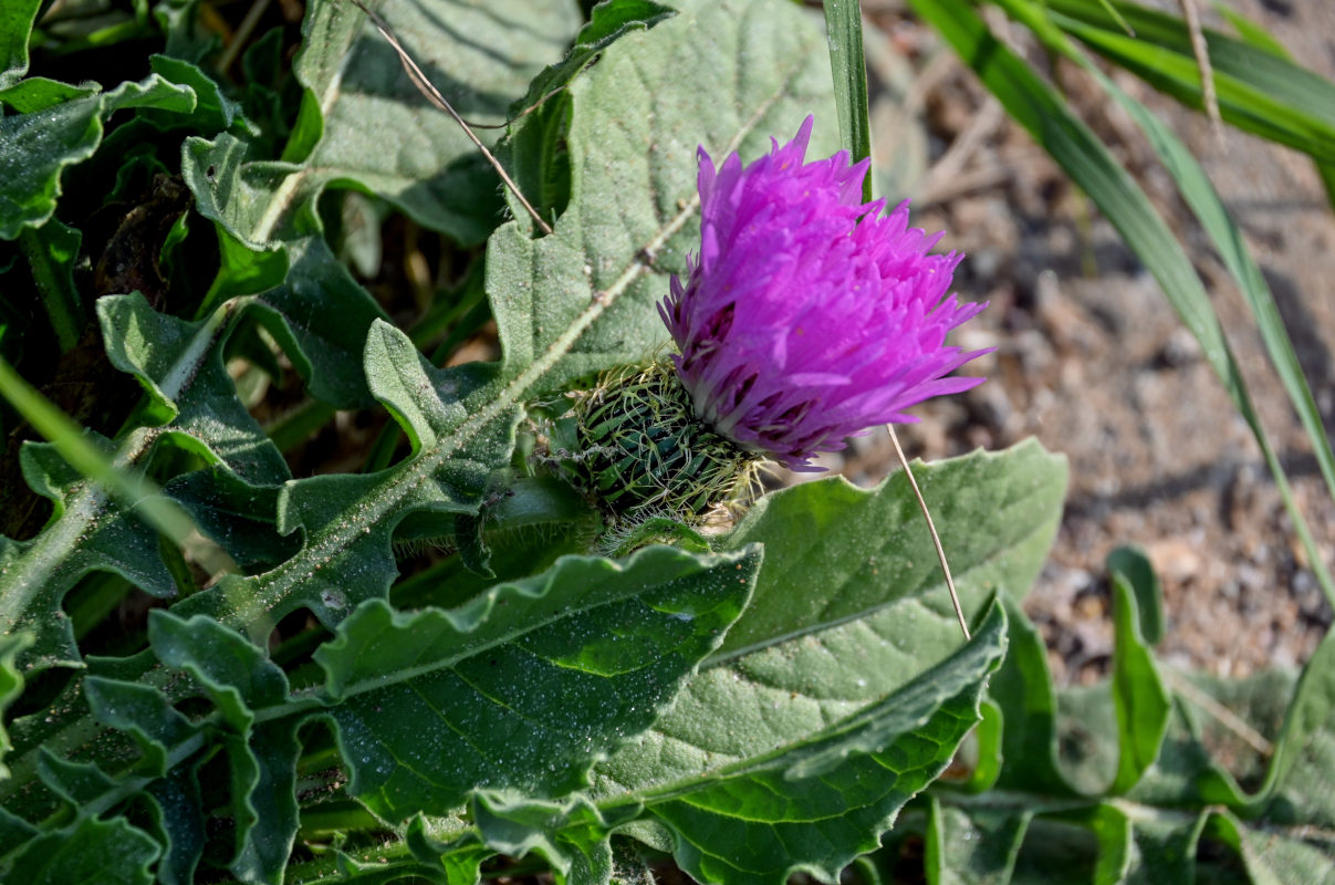 Изображение особи Centaurea pullata.