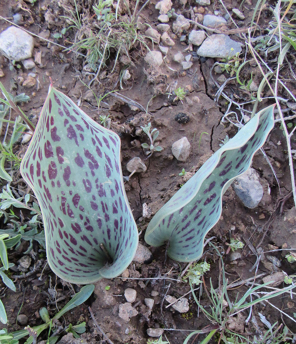 Image of Tulipa greigii specimen.