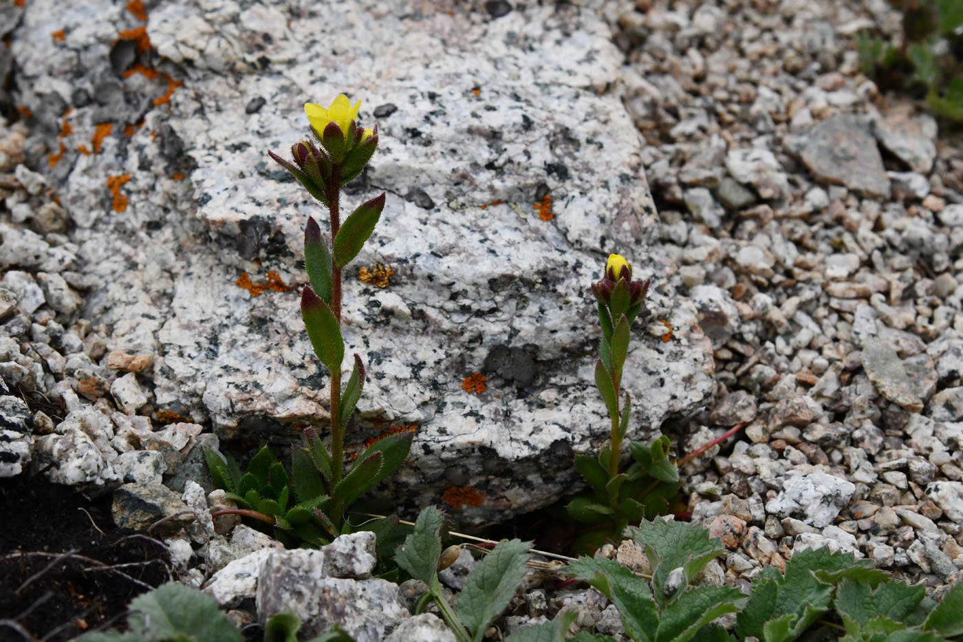 Изображение особи Saxifraga macrocalyx.