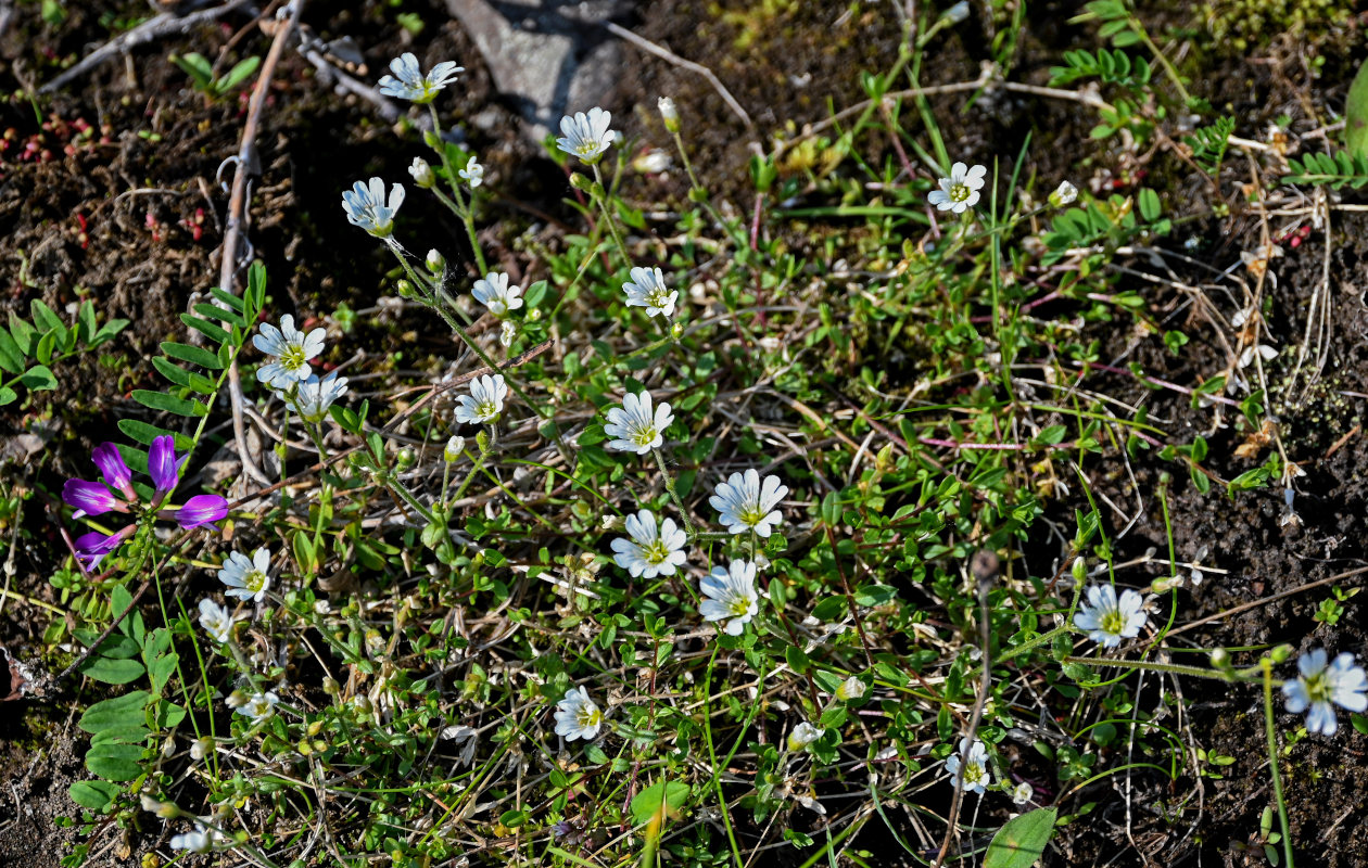 Image of Cerastium regelii specimen.