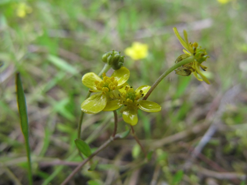 Image of Ranunculus reptans specimen.