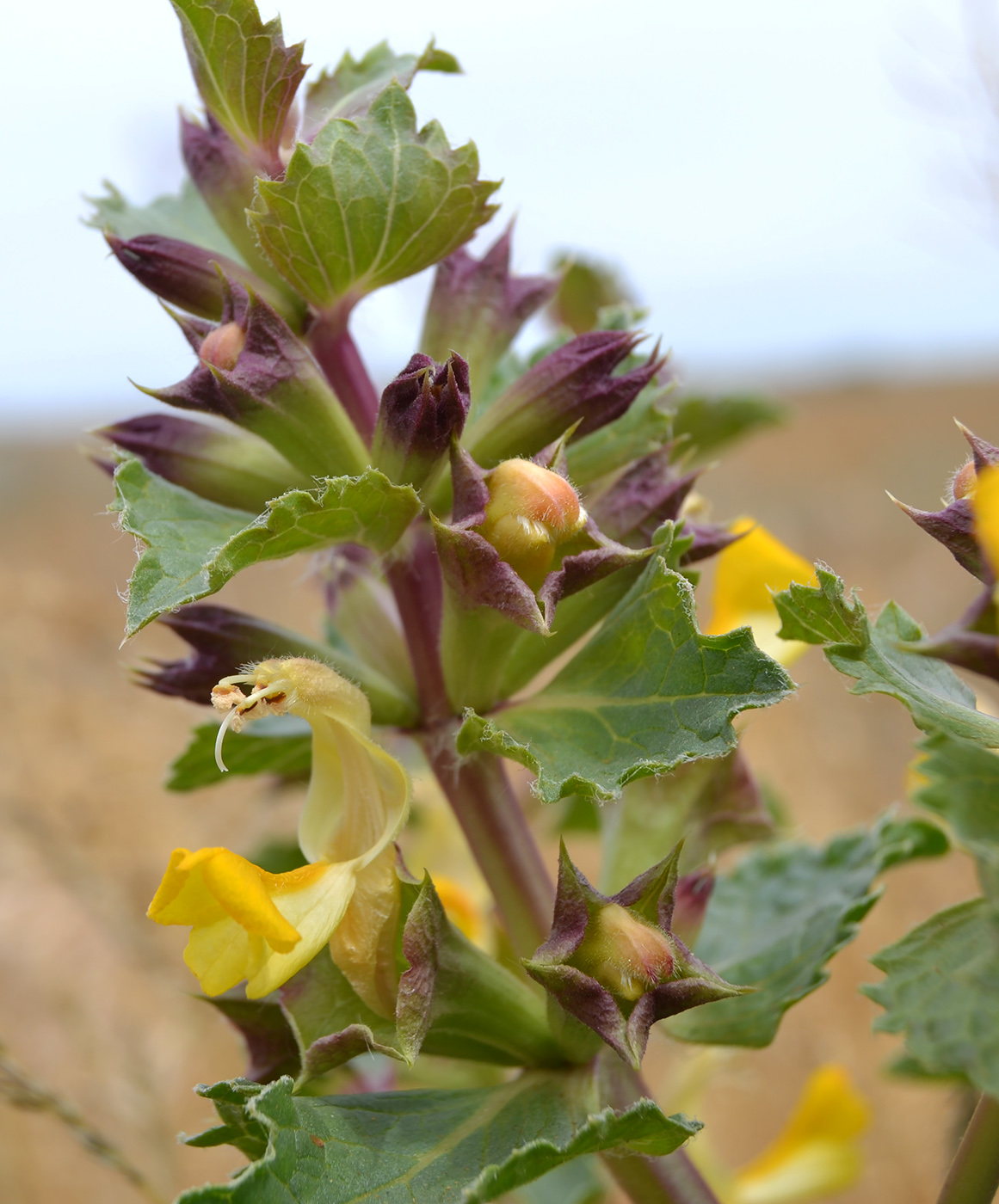 Изображение особи Eremostachys tuberosa.