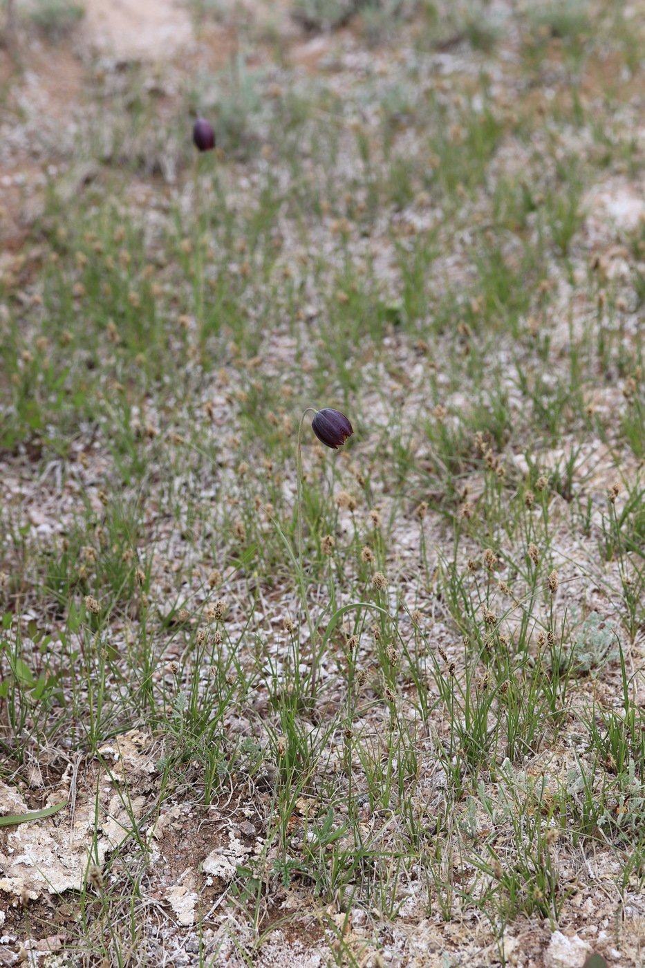 Image of Fritillaria meleagroides specimen.