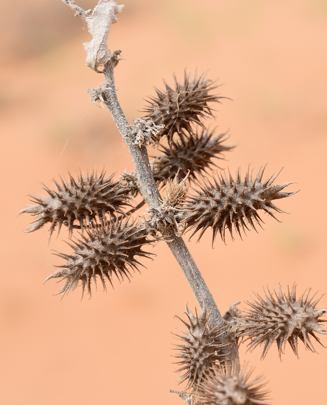 Изображение особи Xanthium orientale.