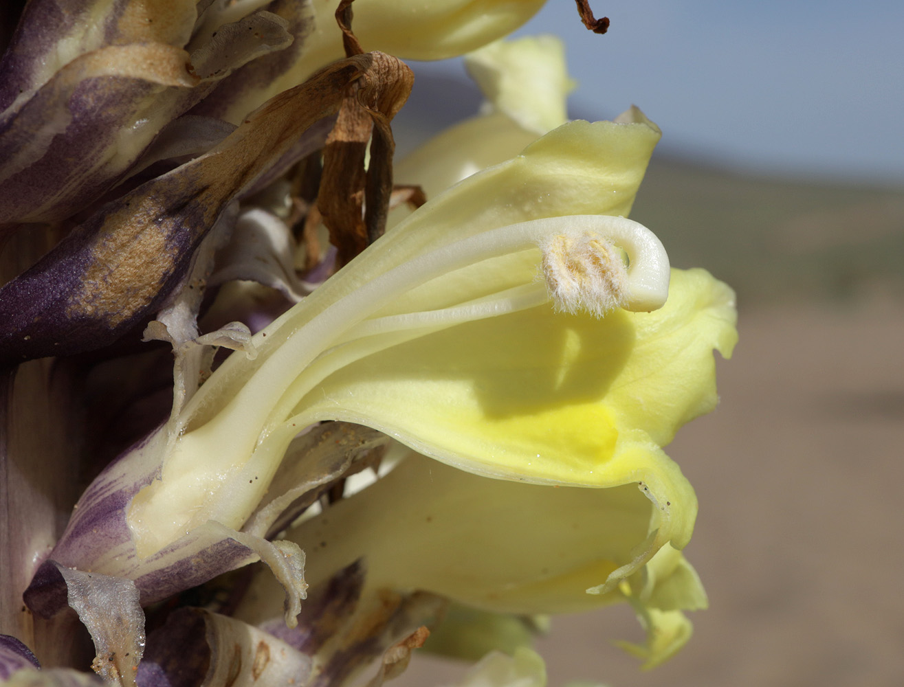 Image of Cistanche flava specimen.